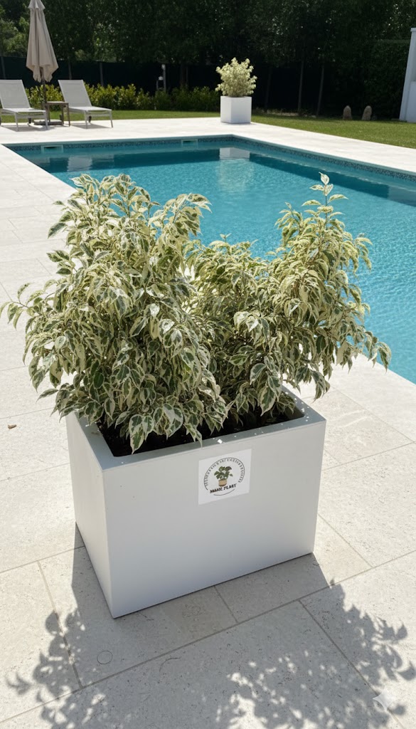 Bacs Rectangulaires – Image 2